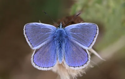Apaturia - Chemiczne gody. Modraszek ikar (Polyommatus icarus), niewielki motyl wyróż...