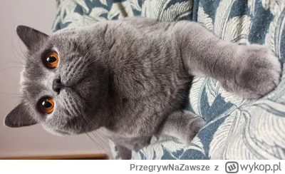 PrzegrywNaZawsze - Czarek się wita z wami (ʘ‿ʘ) #charliethecat #koty #pokazkota