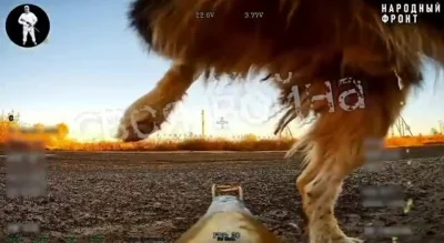 Badmadafakaa - #wojna #ukraina #smiesznypiesek