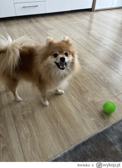 Invisko - @Wimix21: u mnie też ta mała wredota kradnie skarpety