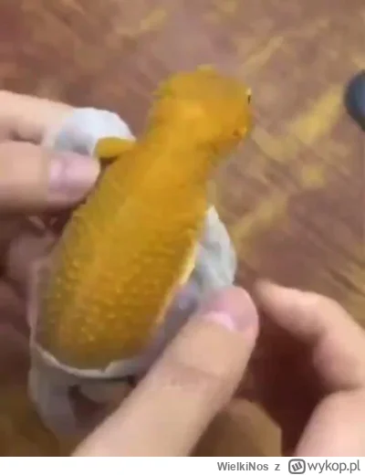 WielkiNos - Gdyby ktoś był ciekawy jak się obiera jaszczurki to proszę.
#gekon #smie...