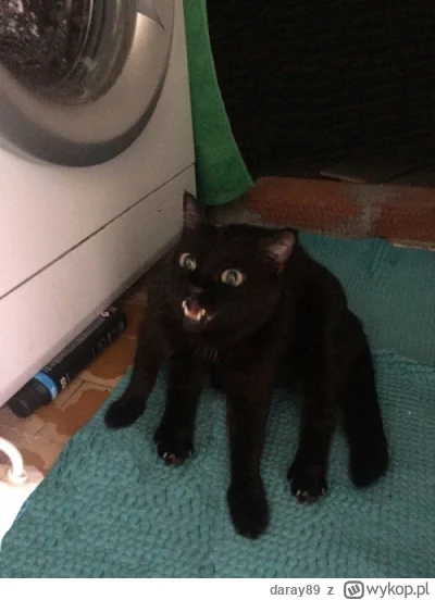 daray89 - #codziennykotopetany #dziwnekotki