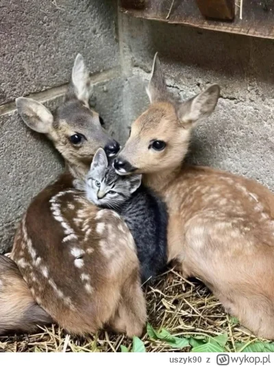 uszyk90 - Gdzie tęcza? 
#koty #zwierzaczki #cukier