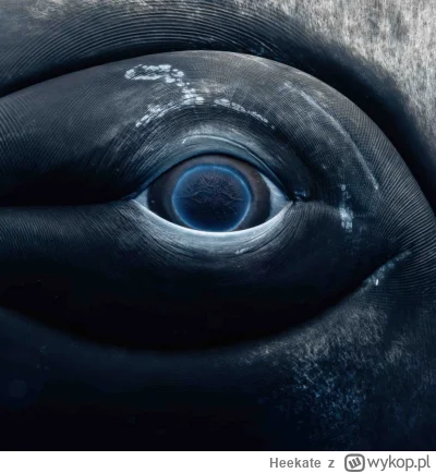 Heekate - Oko wieloryba
~ https://www.rachelmoorephotos.com/
#fotografia #ciekawostki