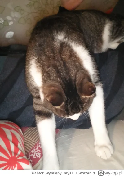 Kantorwymianymysliiwrazen - Mój kotek, tak śpi zwieszony.( ͡° ͜ʖ ͡°)
#koty #smiesznek...