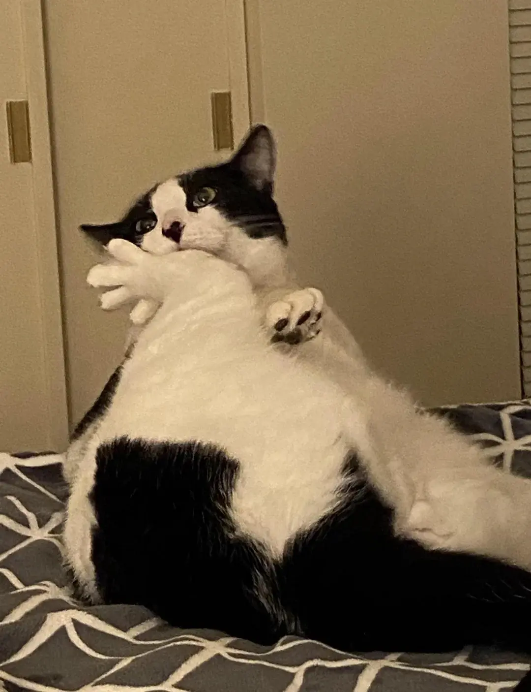 drobnenataryfe - #koty #dziwnekotki