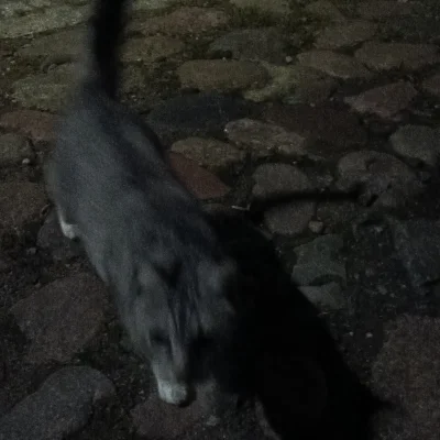 starerursko - #kotek