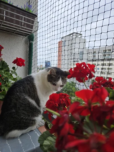 Solsith - @Kantorwymianymysliiwrazen: lady in red(｡◕‿‿◕｡)