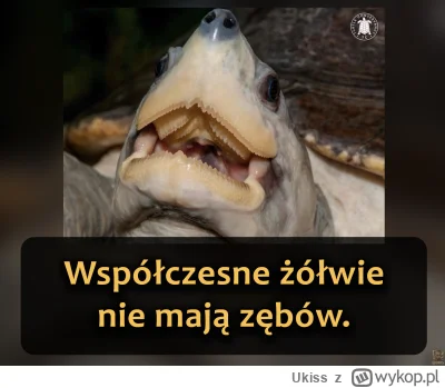 Ukiss - Choć niektóre prehistoryczne żółwie je miały, żaden ze współczesnych nie posi...