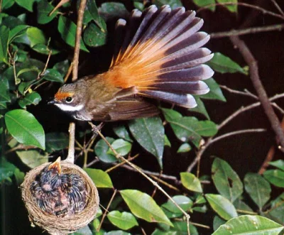 Loskamilos1 - Rhipidura rufifrons(wachlarzówka rdzawa), owadożerny ptak z rodziny wac...