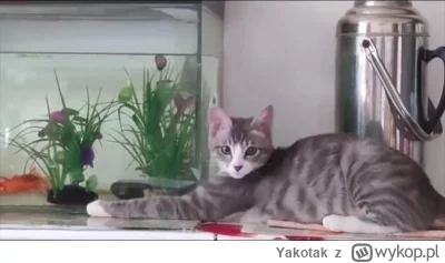Yakotak - #koty #zwierzaczki #heheszki