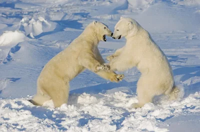 dodi-lukebakio - #f1 #codziennyolliebearman

Czy oni wiedzą że to jest legalne? :D