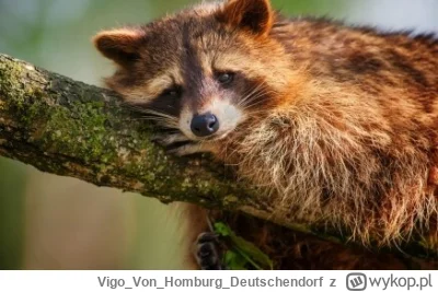 VigoVonHomburg_Deutschendorf - Głowa mnie boli ( ͡° ʖ̯ ͡°)
#szopeknadzis