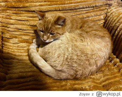 Zoyav - chłop się wtopił w tło

#pokazkota #zwierzaczki #chwalesie #koty