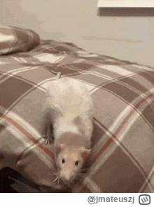 jmateuszj - #gielda #meczennicyxtb #xtb Szczurzysko coraz bardziej dokazuje