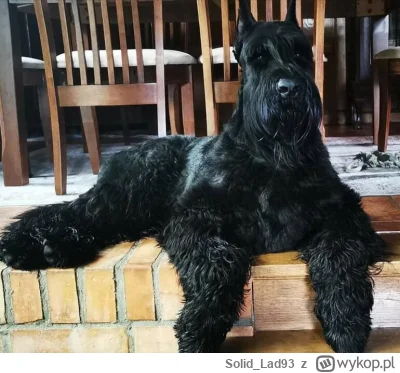 Solid_Lad93 - No i miałem rację, to był czas na szybką kupę, skubana znalazła sobie m...