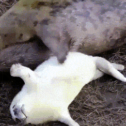 wfyokyga - pac pac pac