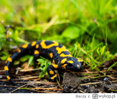 Baczy - Taką Salamandrę ostatnio udało mi się złapać na działce. Piękny, dorosły osob...