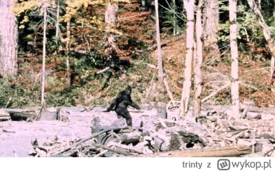 trinty - #przegryw Tadeusz Duda ponownie był widziany w pobliskich lasach