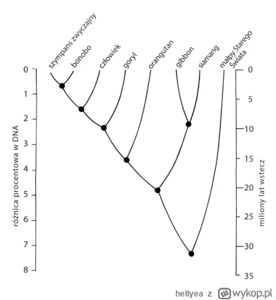 hellyea - „Prześledźmy wstecz pary współczesnych wyższych naczelnych, aż do łączącej ...