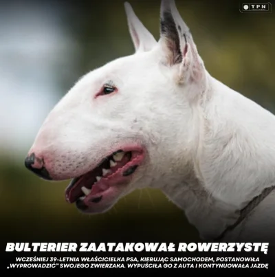 WykopowyInterlokutor - W gminie Stawiguda (woj. warmińsko-mazurskie) pies rasy bulter...