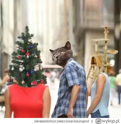 niewiadomocowscenariuszujest - #koty #kitku #heheszki