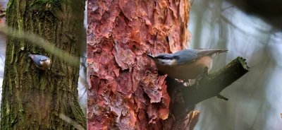 franekdolasu - Kiedy człowiek kocha naturę, i fotografie. Kiedy robale do macro już ś...