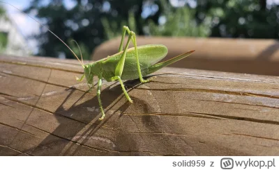 solid959 - Ale #smiesznypiesek na stole wylądował