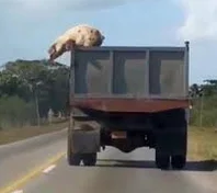 ShellshockNam92 - #kononowicz Pepa już jedzie na rozprawę