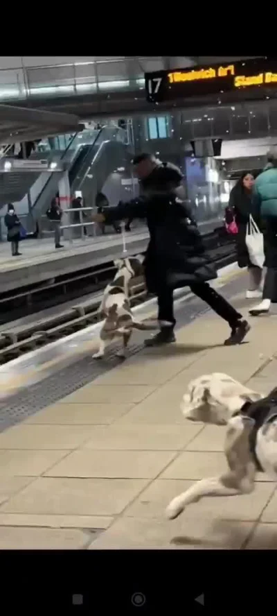 cheeseandonion - Dog attack at Stratford station, women couldn’t control her dog, the...