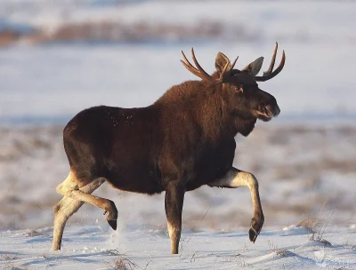 Konrad2114 - misja paczkomat i sklep zostały pomyślnie wykonane