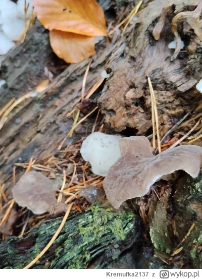 Kremufka2137 - Ten brązowy to uszak bzowy? A te białe? Bo to chyba dwa rozne gatunki ...