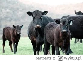 bartbartz - @nieprzejmujsie zdjęcie krów które sprawiają problemy ( ͡° ͜ʖ ͡°)