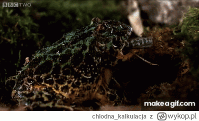 chlodna_kalkulacja - Taka ciekawostka, żaba potrzebuje wepchnąć oczy do środka żeby p...