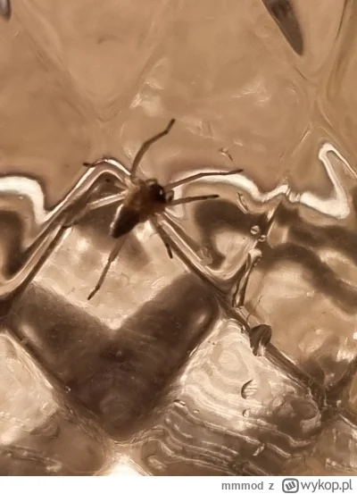 mmmod - Ehhh wiem że jest jeszcze jeden ale nw gdzie  w-------m się, na c--j one się ...