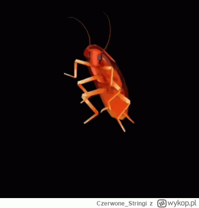 Czerwone_Stringi - #danielmagical
