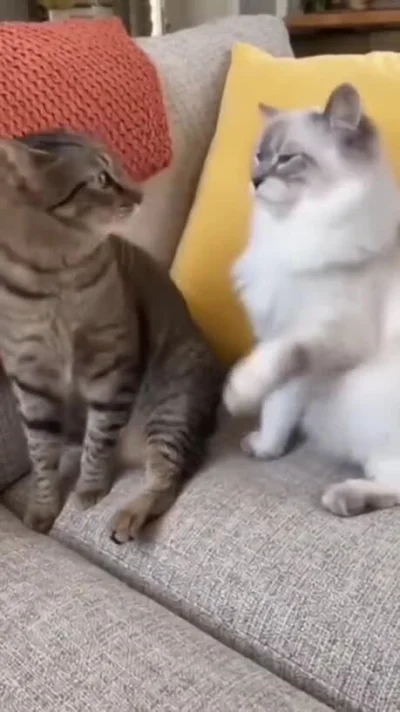 Badmadafakaa - #smiesznypiesek