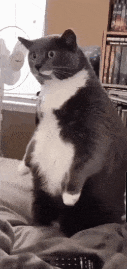 wfyokyga - Tłumacz języka kotomigowego