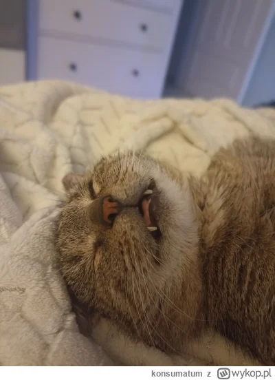 konsumatum - Daję chyba ostatni Zbyszkowy update, bo niewiele się dzieje ʕ•ᴥ•ʔ
(Zbysz...