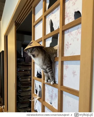 niewiadomocowscenariuszujest - #koty #kitku
