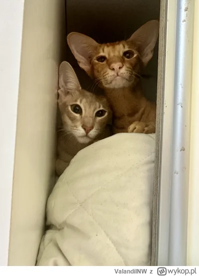 ValandilNW - „Tak, w szafie. A o co chodzi?”
#kot #koty #pokazkota #zazuiludwik
