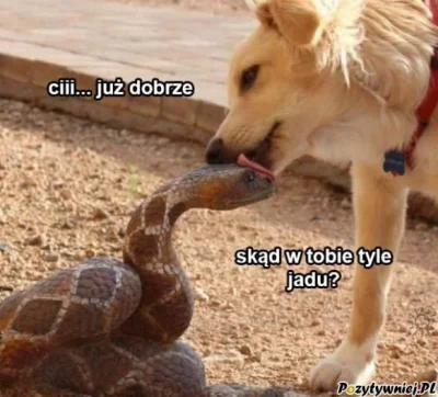 zbiggniew_woddecki2 - @CapsLock3: