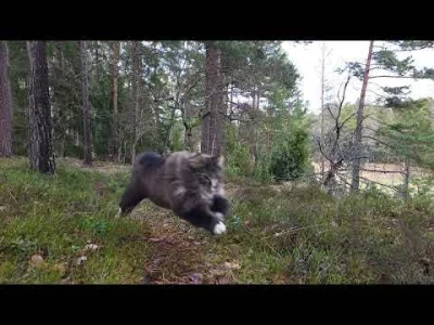 jeseje - ultrarzadki okaz szybkiego norweskiego kota

#smiesznekotki #koty