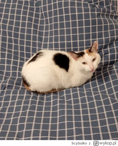 Scybulko - Część człowiek, dobrze że jesteś. Miska nie widziała saszety od 17 minut a...