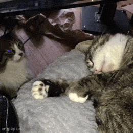 wfyokyga - Ale kocia menda xd