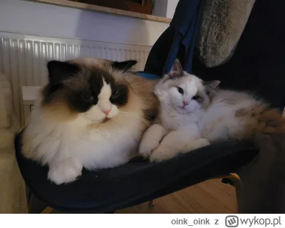 oink_oink - Do Dextera dolaczyla Didi ;)
#wykopragdollclub