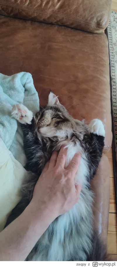 zaqpy - to nie pułapka