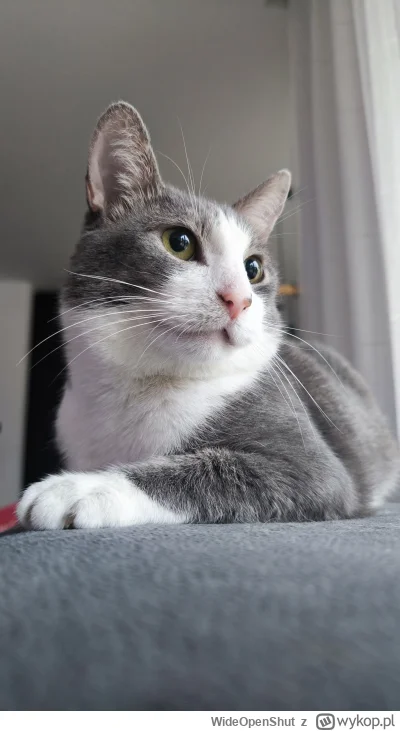 WideOpenShut - Mieczysław spokojnie wypatruje dłuuuugieo weekendu ( ͡° ᴥ ͡°)
#kot #ki...