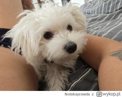 Notakaprawda - Od zawsze byłem przeciwnikiem zwierząt w domu. Nie wyobrażałem sobie k...