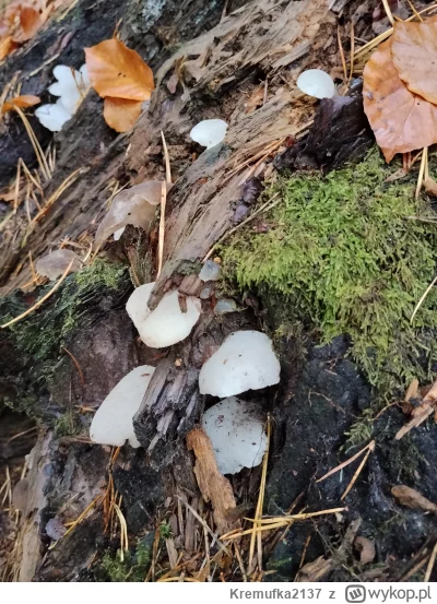 Kremufka2137 - @Kremufka2137